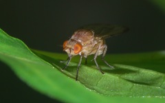 Minettia inusta