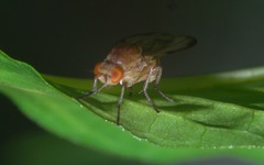 Minettia inusta
