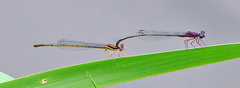Enallagma dubium
