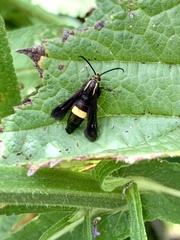 Carmenta pyralidiformis