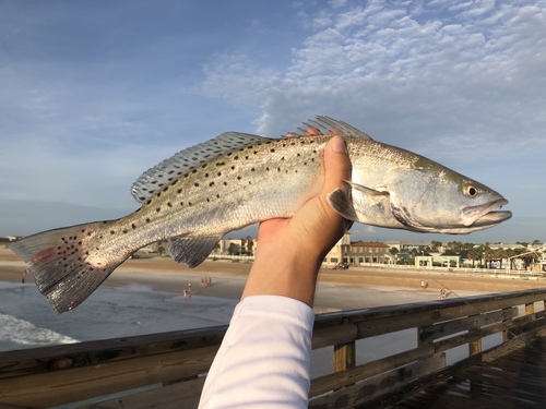 Spotted Seatrout