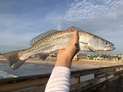 Spotted Seatrout photo 5