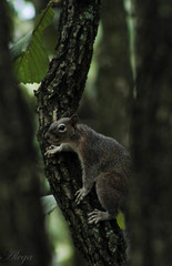 Sciurus nayaritensis nayaritensis