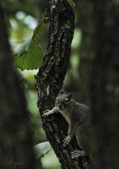 Sciurus nayaritensis nayaritensis