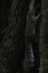 Sciurus nayaritensis nayaritensis