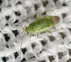 Orthotylus flavosparsus