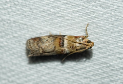 Acrobasis tumidana