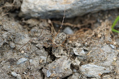 Mitopus glacialis