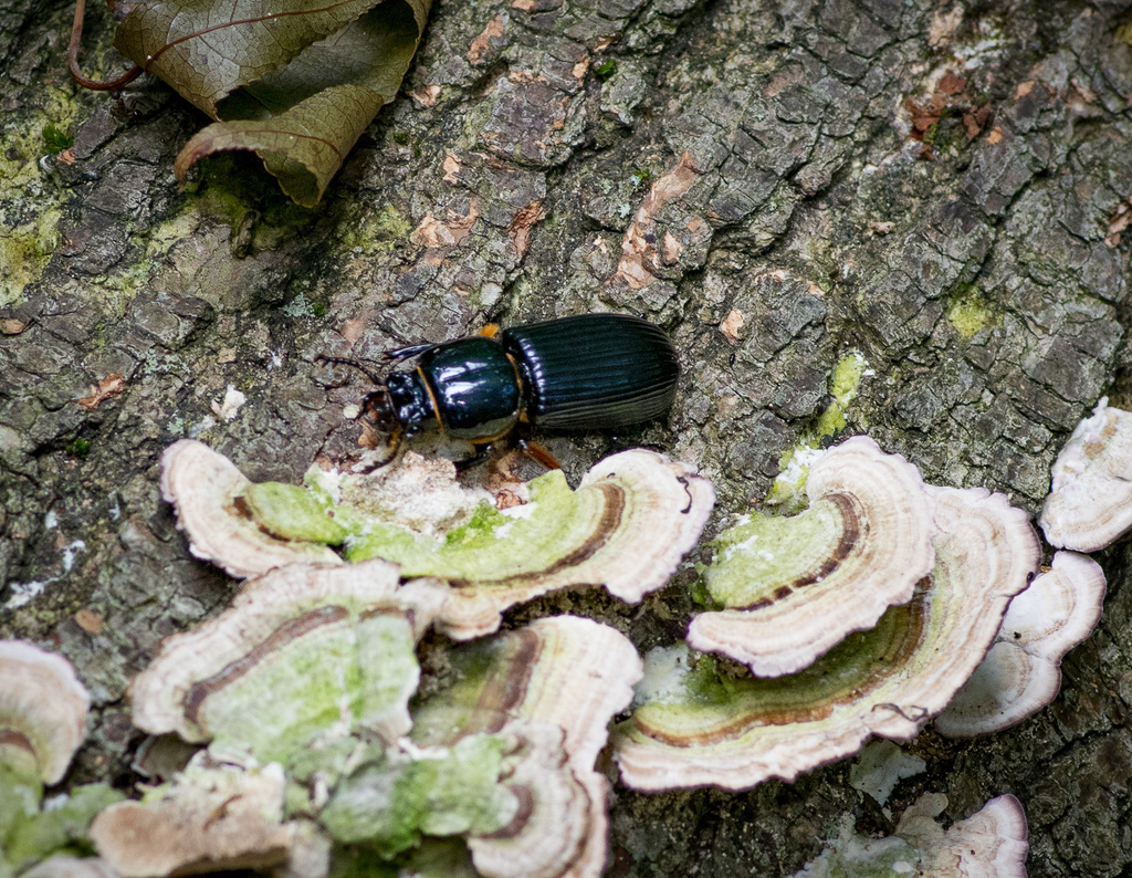 Passam Insect Horned Passalid from Richmond, New York, United States on July 9, 2017 ...