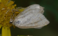 Udea lutealis