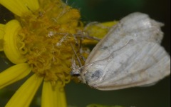 Udea lutealis