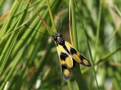 Libelloides macaronius