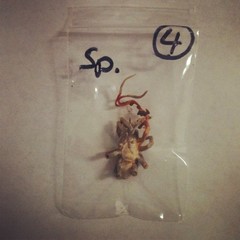 Cordyceps caloceroides