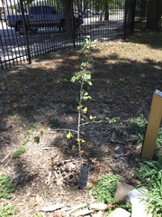 Ginkgoopsida