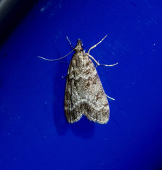 Eudonia lacustrata