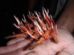 Cordyceps caloceroides