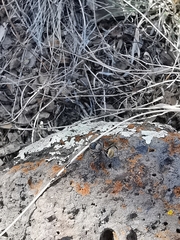 Camponotus pellarius