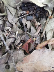 Camponotus pellarius