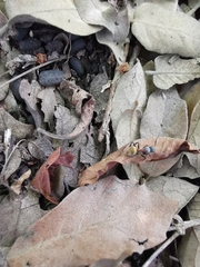 Camponotus pellarius