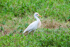 Bubulcus ibis