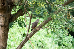 Rupornis magnirostris