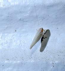 Neocenchrea heidemanni