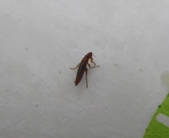 Ctenocephalides canis