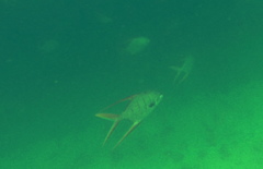 Trachinotus rhodopus