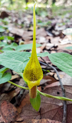 Aristolochia pringlei