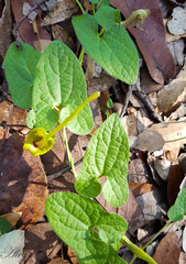 Aristolochia pringlei