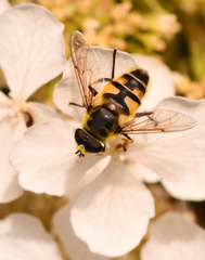 Myathropa