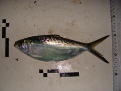 Opisthonema oglinum