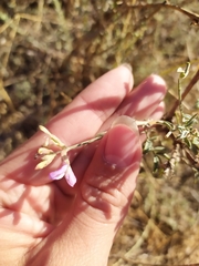 Astragalus brachylobus