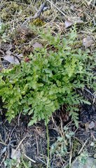 Asplenium cuneifolium