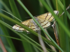 Idaea aureolaria