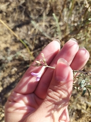 Astragalus brachylobus