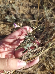 Astragalus brachylobus