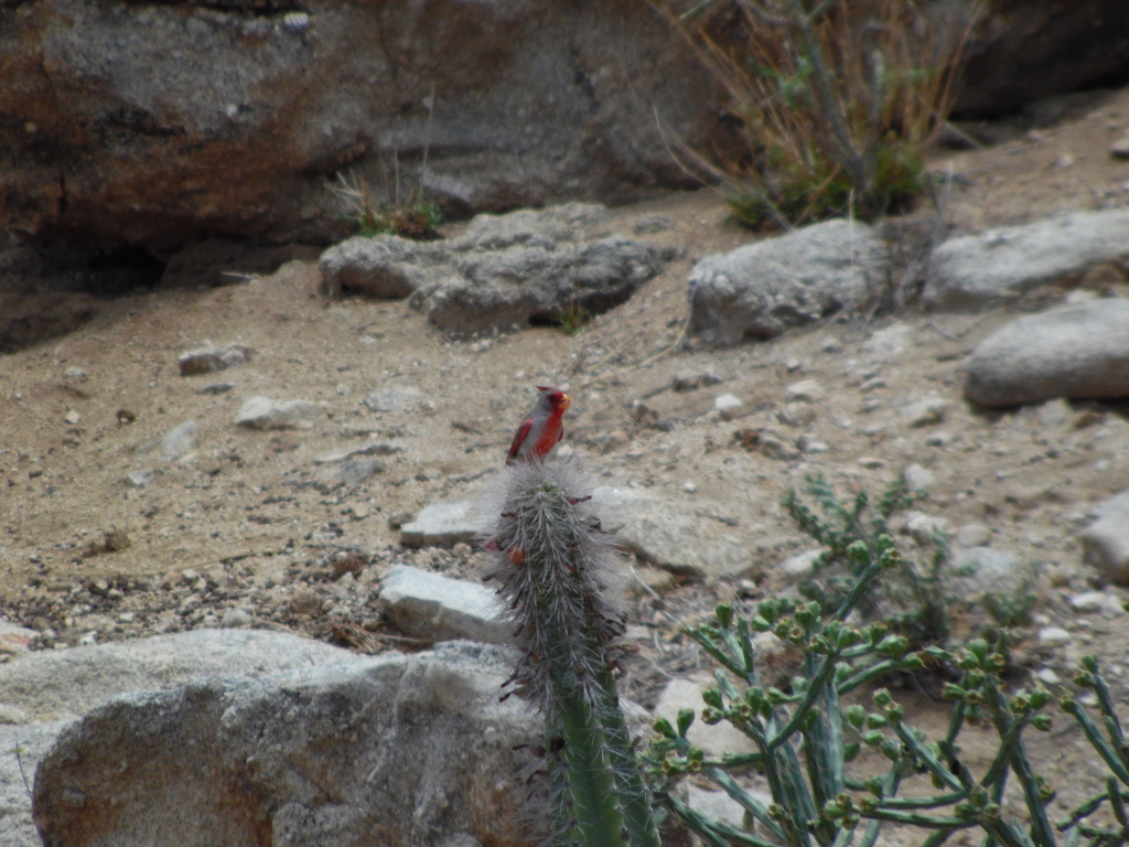 Arizona Pyrrhuloxia