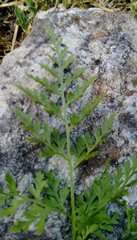 Asplenium cuneifolium