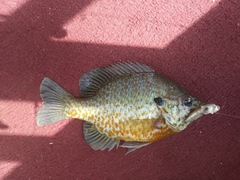 Lepomis gibbosus × macrochirus