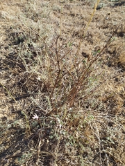 Astragalus brachylobus