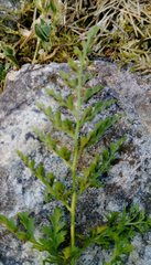 Asplenium cuneifolium