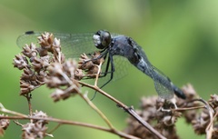 Leucorrhinia frigida