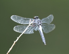 Leucorrhinia frigida