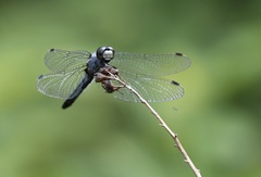 Leucorrhinia frigida