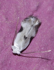 Opostegidae