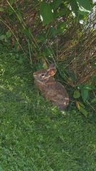 Sylvilagus floridanus