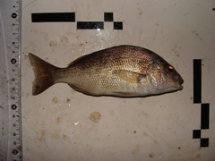 Orthopristis rubra