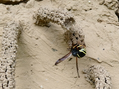 Odynerus spinipes