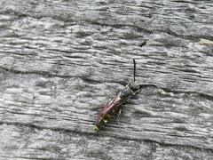 Monosapyga clavicornis